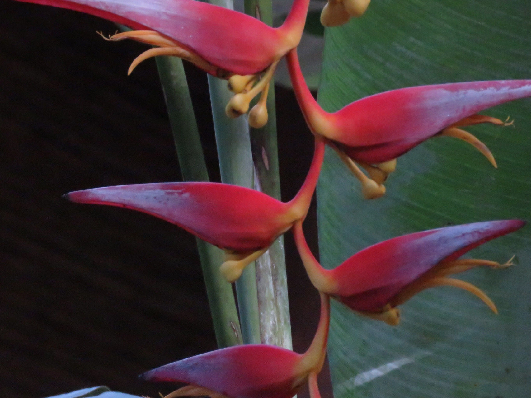 Heliconia collinsiana x bourgeana 'Pedro Ortiz'